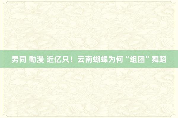 男同 動漫 近亿只！云南蝴蝶为何“组团”舞蹈